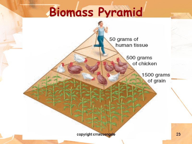 23 Biomass Pyramid copyright cmassengale